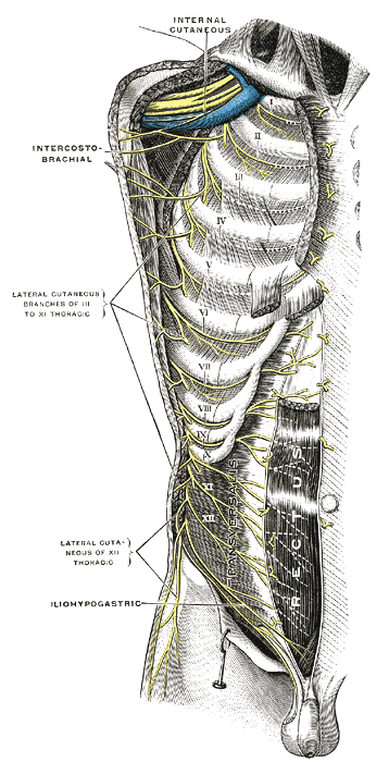 Image displaying abdominal nerve innervation