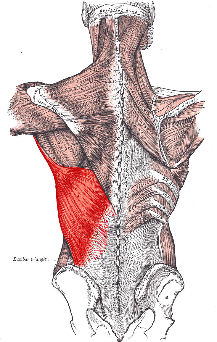 Latissimus dorsi and it's link to the thoracic spine exercises