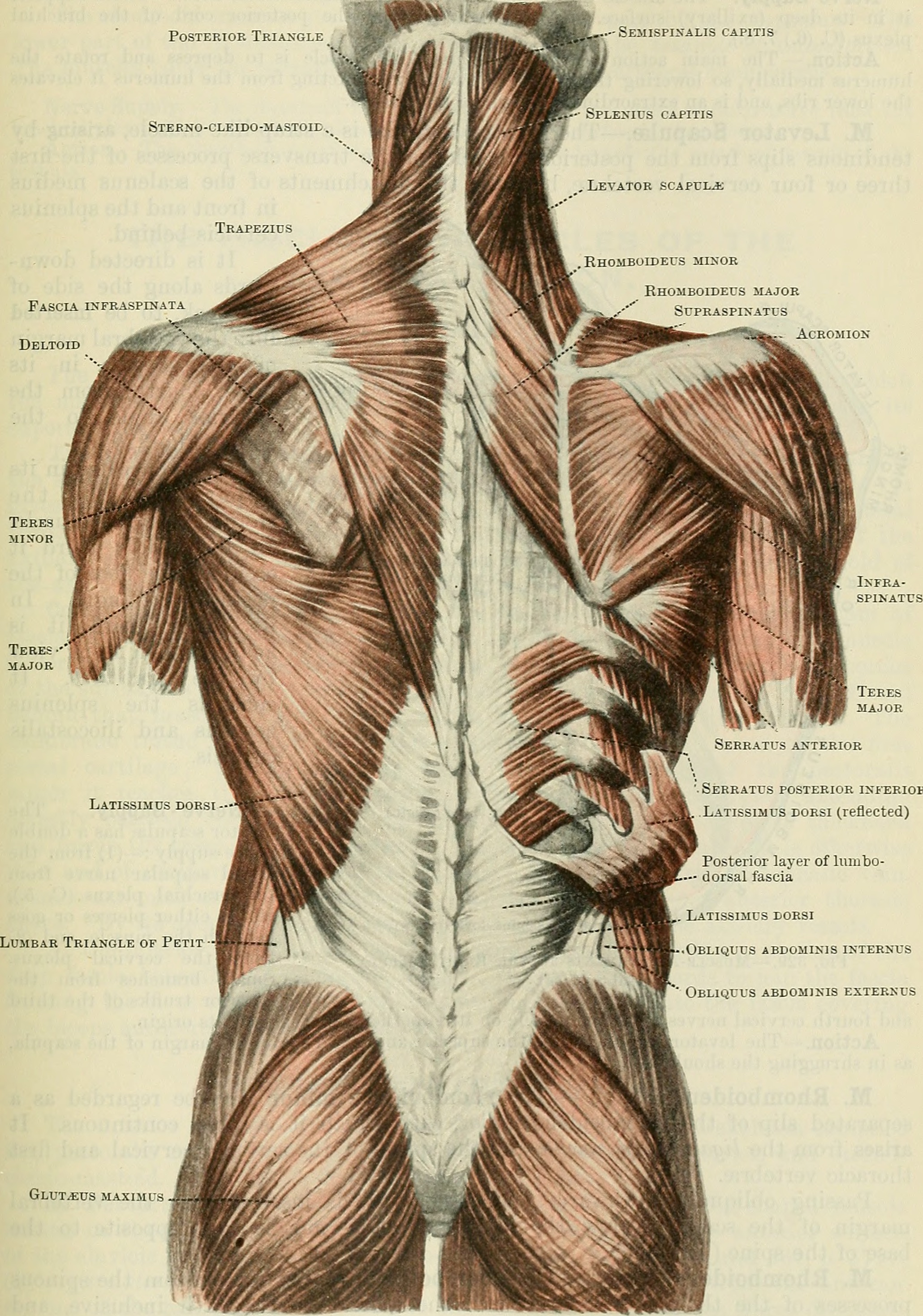 Posterior Chain Muscle