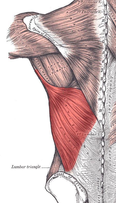 Diagram of the latissimus dorsi muscle