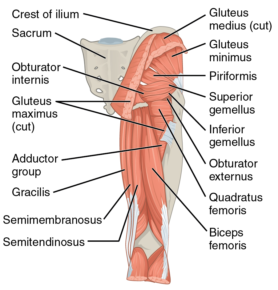 the glute medius muscle is responsible for controlling the pelvis in loaded carries
