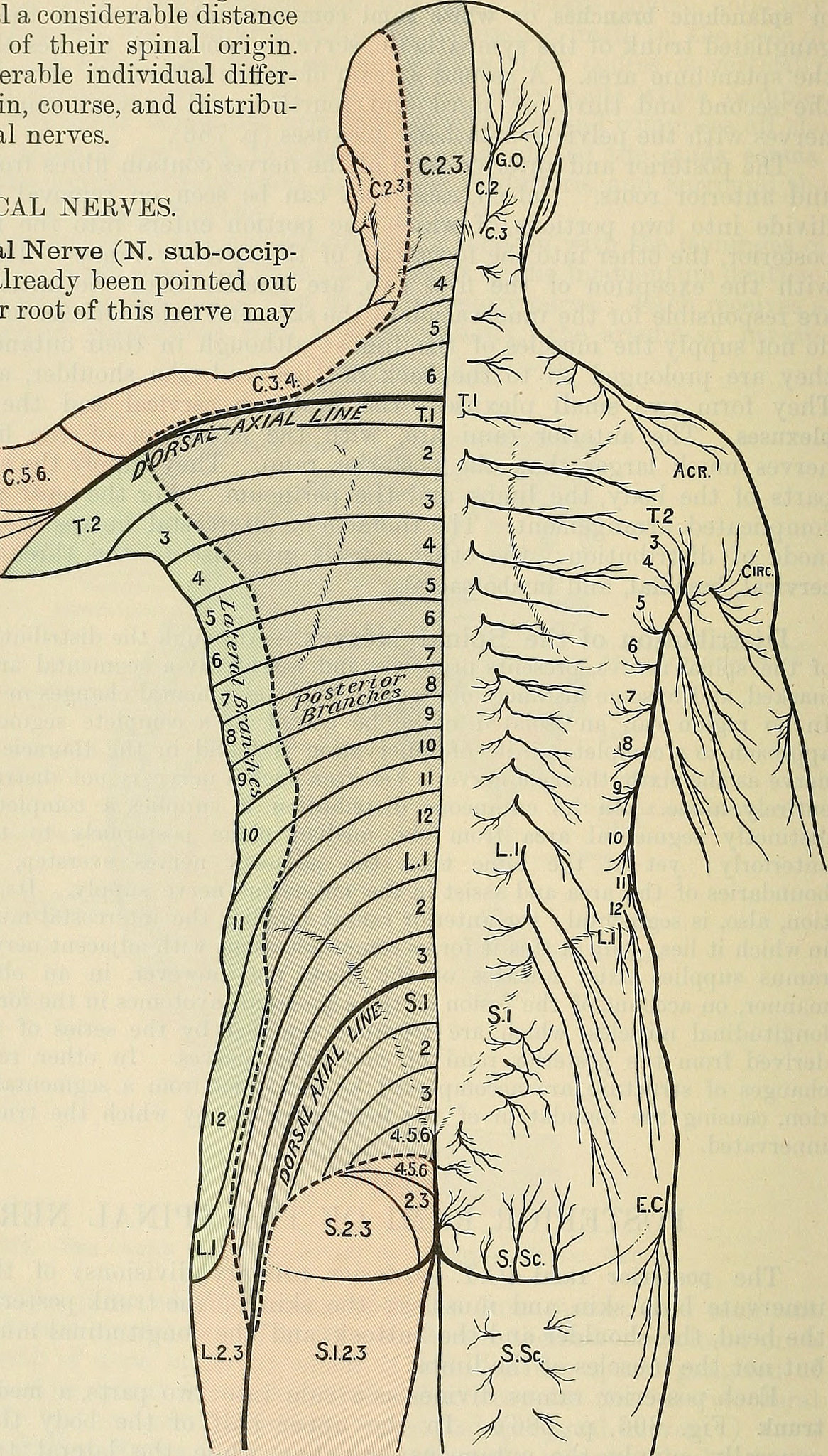 diagram showing thoracic nerve innervation into the abdominal muscles in core strength training