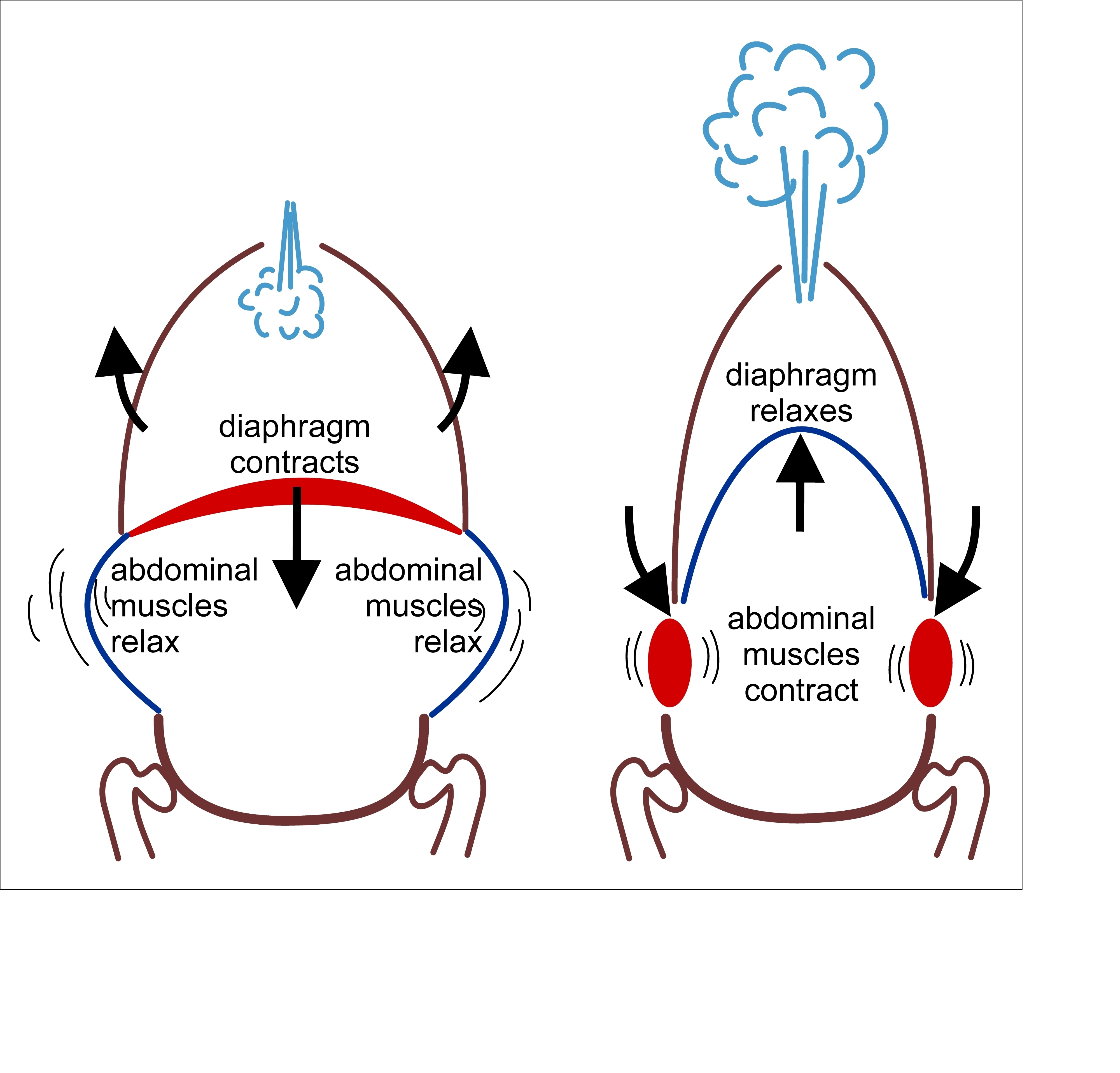 diagram showing the importance of diaphragmatic breathing in core strength training