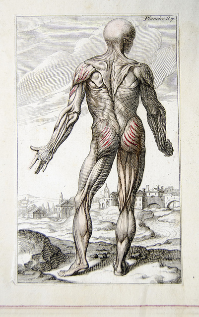 image showing muscles connected during isolation exercises