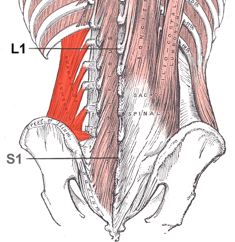 quadratus lumborum muscle is responsible for controlling the pelvis in loaded carries