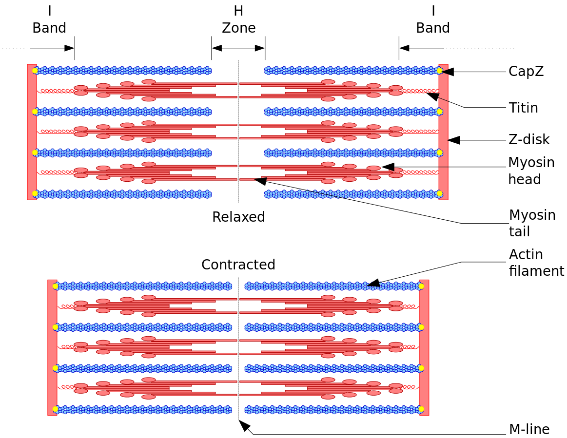 an image showing sliding filament theory of muscle action during eccentric training